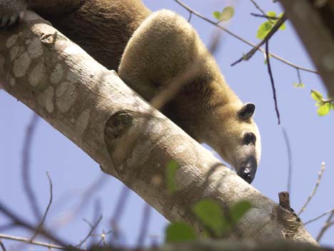 a tree 
anteater in los llanos venezuela